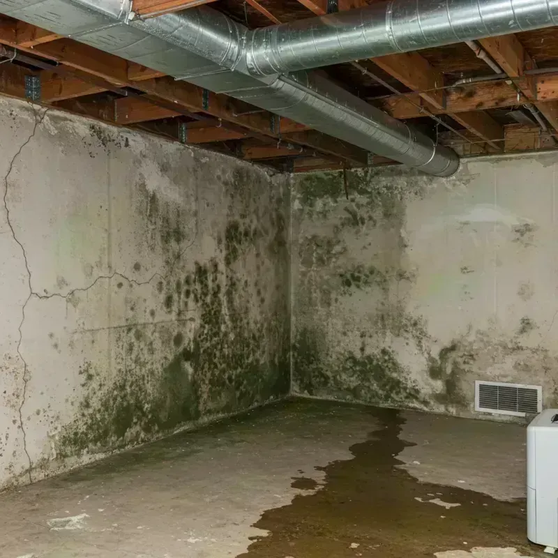 Professional Mold Removal in Lakemoor, IL